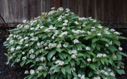 David Viburnum - 3 Gallon Pot 22 David Viburnum - 3 Gallon Pot -Best Bush Shop viburnum davidii 14