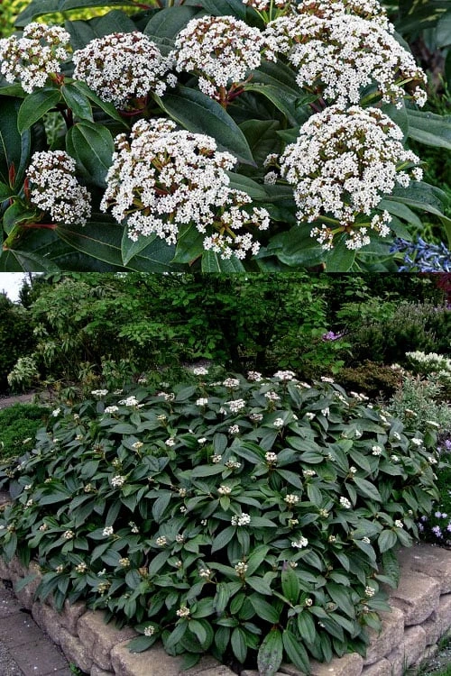 David Viburnum - 3 Gallon Pot 4 David Viburnum - 3 Gallon Pot - Image 4