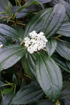David Viburnum - 3 Gallon Pot 17 David Viburnum - 3 Gallon Pot -Best Bush Shop viburnum davidii 16