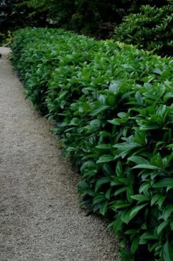 David Viburnum - 3 Gallon Pot 25 David Viburnum - 3 Gallon Pot -Best Bush Shop viburnum davidii 17