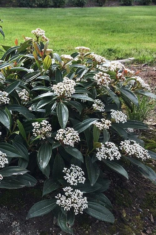 David Viburnum - 3 Gallon Pot 1 David Viburnum - 3 Gallon Pot