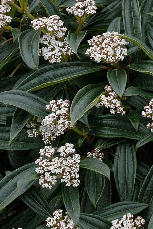 David Viburnum - 3 Gallon Pot 9 David Viburnum - 3 Gallon Pot - Image 9