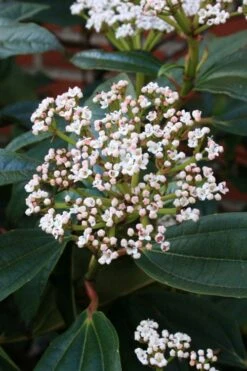 David Viburnum - 3 Gallon Pot 18 David Viburnum - 3 Gallon Pot -Best Bush Shop viburnum davidii 5