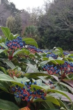 David Viburnum - 3 Gallon Pot 23 David Viburnum - 3 Gallon Pot -Best Bush Shop viburnum davidii 6