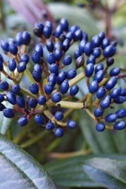 David Viburnum - 3 Gallon Pot 19 David Viburnum - 3 Gallon Pot -Best Bush Shop viburnum davidii 7