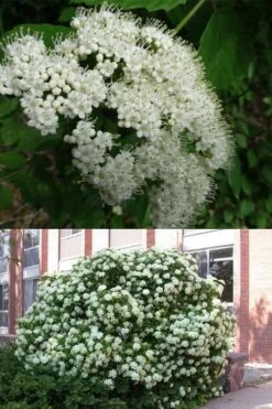 Arrowwood Viburnum - 3 Gallon Pot -Best Bush Shop viburnum dentatum arrowwood 3