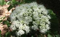 Arrowwood Viburnum - 3 Gallon Pot -Best Bush Shop viburnum dentatum arrowwood 5