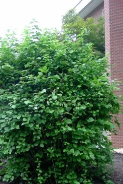 Arrowwood Viburnum - 3 Gallon Pot -Best Bush Shop viburnum dentatum arrowwood 7