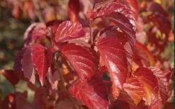 Arrowwood Viburnum - 3 Gallon Pot -Best Bush Shop viburnum dentatum arrowwood 9