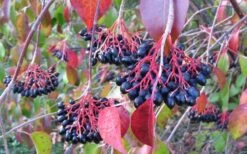 Nannyberry Viburnum - 3 Pack Of 1.5 Quart Pots -Best Bush Shop viburnum lentago nannyberry 2 1