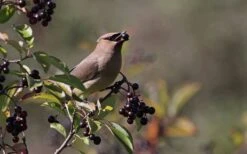 Nannyberry Viburnum - 3 Gallon Pot -Best Bush Shop viburnum lentago nannyberry 5