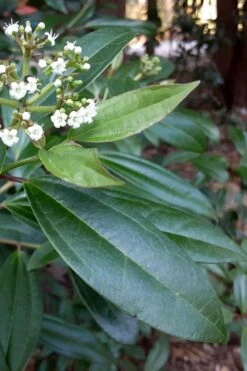Moonlit Lace Viburnum - 6 Pack Of 1 Gallon Pots 10 Moonlit Lace Viburnum - 6 Pack Of 1 Gallon Pots -Best Bush Shop viburnum moonlit lace 5 1