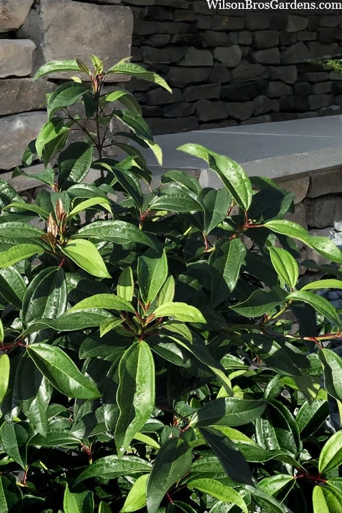 Moonlit Lace Viburnum - 6 Pack Of 1 Gallon Pots 1 Moonlit Lace Viburnum - 6 Pack Of 1 Gallon Pots