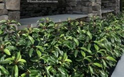 Moonlit Lace Viburnum - 6 Pack Of 1 Gallon Pots 9 Moonlit Lace Viburnum - 6 Pack Of 1 Gallon Pots -Best Bush Shop viburnum moonlit lace 9 1