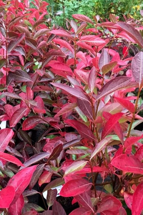 Winterthur Viburnum - 1 Gallon Pot 5 Winterthur Viburnum - 1 Gallon Pot - Image 5