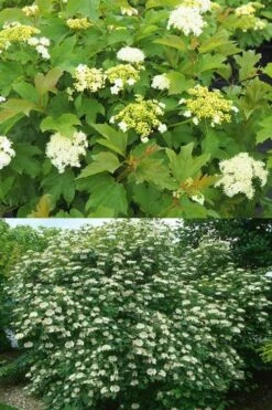 Dwarf European Cranberry Bush - 1 Gallon Pot -Best Bush Shop viburnum opulus compactum dwarf european cranberry bush 10