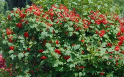Dwarf European Cranberry Bush - 5 Gallon Pot -Best Bush Shop viburnum opulus compactum dwarf european cranberry bush 2 1