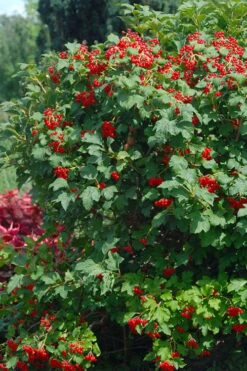 Dwarf European Cranberry Bush - 1 Gallon Pot -Best Bush Shop viburnum opulus compactum dwarf european cranberry bush 3