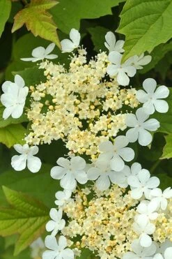 Dwarf European Cranberry Bush - 1 Gallon Pot -Best Bush Shop viburnum opulus compactum dwarf european cranberry bush 4