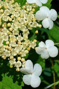 Dwarf European Cranberry Bush - 1 Gallon Pot -Best Bush Shop viburnum opulus compactum dwarf european cranberry bush 7