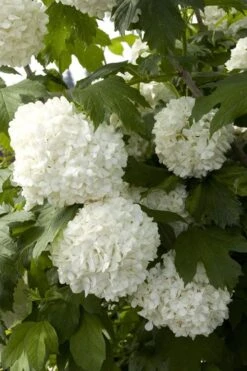 Eastern Snowball Viburnum Bush - 1 Gallon Pot -Best Bush Shop viburnum opulus sterile eastern snowball 2