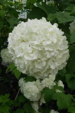 Eastern Snowball Viburnum Bush - 1 Gallon Pot -Best Bush Shop viburnum opulus sterile eastern snowball 3