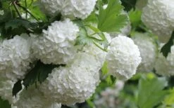 Eastern Snowball Viburnum Bush - 1 Gallon Pot -Best Bush Shop viburnum opulus sterile eastern snowball 4