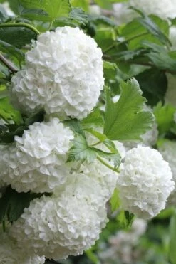 Eastern Snowball Viburnum Bush - 3 Gallon Pot -Best Bush Shop viburnum opulus sterile eastern snowball 5 1