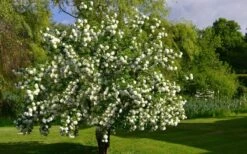 Eastern Snowball Viburnum Bush - 3 Gallon Pot -Best Bush Shop viburnum opulus sterile eastern snowball 9 1