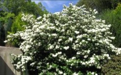 Japanese Snowball Bush (Viburnum Plicatum) - 2 Gallon Pot 9 Japanese Snowball Bush (Viburnum Plicatum) - 2 Gallon Pot -Best Bush Shop viburnum plicatum japanese snowball bush flowers 15