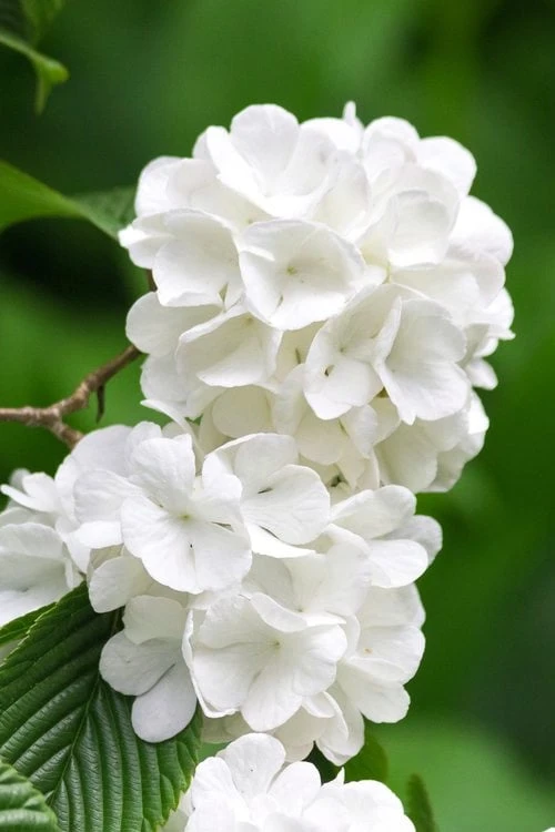 Japanese Snowball Bush (Viburnum Plicatum) - 2 Gallon Pot 5 Japanese Snowball Bush (Viburnum Plicatum) - 2 Gallon Pot - Image 5
