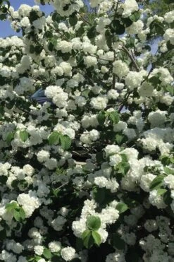 Japanese Snowball Bush (Viburnum Plicatum) - 2 Gallon Pot 11 Japanese Snowball Bush (Viburnum Plicatum) - 2 Gallon Pot -Best Bush Shop viburnum plicatum japanese snowball flowers 15