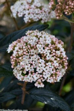 Prague Viburnum - 2.5 Quart Pot -Best Bush Shop viburnum pragense prague 2