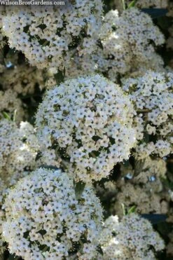 Prague Viburnum - 2.5 Quart Pot -Best Bush Shop viburnum pragense prague 5