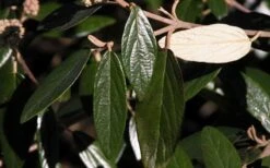 Prague Viburnum - 3 Gallon Pot 15 Prague Viburnum - 3 Gallon Pot -Best Bush Shop viburnum pragense prague 7 2