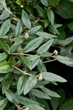 Prague Viburnum - 3 Gallon Pot 14 Prague Viburnum - 3 Gallon Pot -Best Bush Shop viburnum pragense prague 9 2