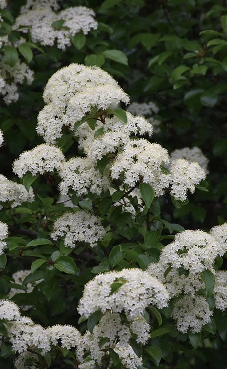 Blackhaw Viburnum - 3 Gallon Pot 1 Blackhaw Viburnum - 3 Gallon Pot