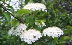 Blackhaw Viburnum - 2 Gallon Pot 13 Blackhaw Viburnum - 2 Gallon Pot -Best Bush Shop viburnum prunifolium black haw 4 1