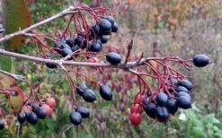 Blackhaw Viburnum - 2 Gallon Pot 12 Blackhaw Viburnum - 2 Gallon Pot -Best Bush Shop viburnum prunifolium black haw 5 1
