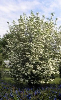 Blackhaw Viburnum - 2 Gallon Pot 11 Blackhaw Viburnum - 2 Gallon Pot -Best Bush Shop viburnum prunifolium black haw 7 1