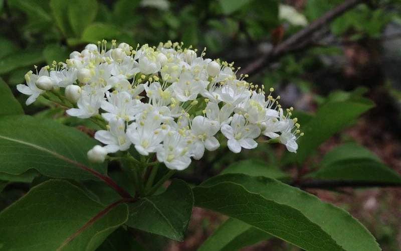 Blackhaw Viburnum - 3 Gallon Pot 8 Blackhaw Viburnum - 3 Gallon Pot - Image 8