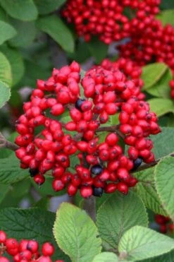 Alleghany Viburnum - 1 Gallon Pot 9 Alleghany Viburnum - 1 Gallon Pot -Best Bush Shop viburnum rhytidophylloides alleghany 4