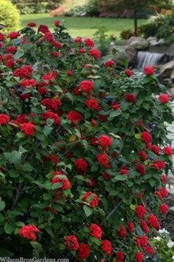 Red Balloon Viburnum - 3 Gallon Pot -Best Bush Shop viburnum rhytidophylloides red balloon 2