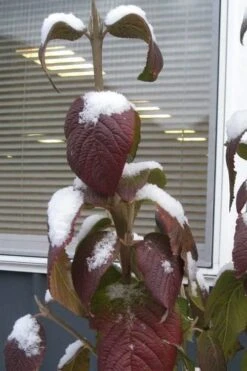 Red Balloon Viburnum - 3 Gallon Pot -Best Bush Shop viburnum rhytidophylloides red balloon 4