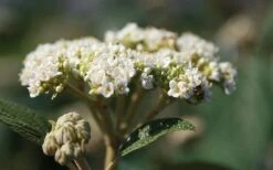 Willowwood Viburnum - 3 Gallon Pot 10 Willowwood Viburnum - 3 Gallon Pot -Best Bush Shop viburnum rhytidophylloides willowwood 2