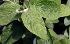 Willowwood Viburnum - 3 Gallon Pot 11 Willowwood Viburnum - 3 Gallon Pot -Best Bush Shop viburnum rhytidophylloides willowwood 3