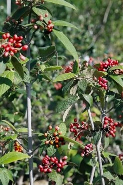 Willowwood Viburnum - 3 Gallon Pot 13 Willowwood Viburnum - 3 Gallon Pot -Best Bush Shop viburnum rhytidophylloides willowwood 5