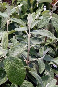 Willowwood Viburnum - 3 Gallon Pot 12 Willowwood Viburnum - 3 Gallon Pot -Best Bush Shop viburnum rhytidophylloides willowwood 6