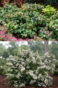Shiny Dancer Viburnum - 2 Gallon Pot 10 Shiny Dancer Viburnum - 2 Gallon Pot -Best Bush Shop viburnum shiny dancer 22