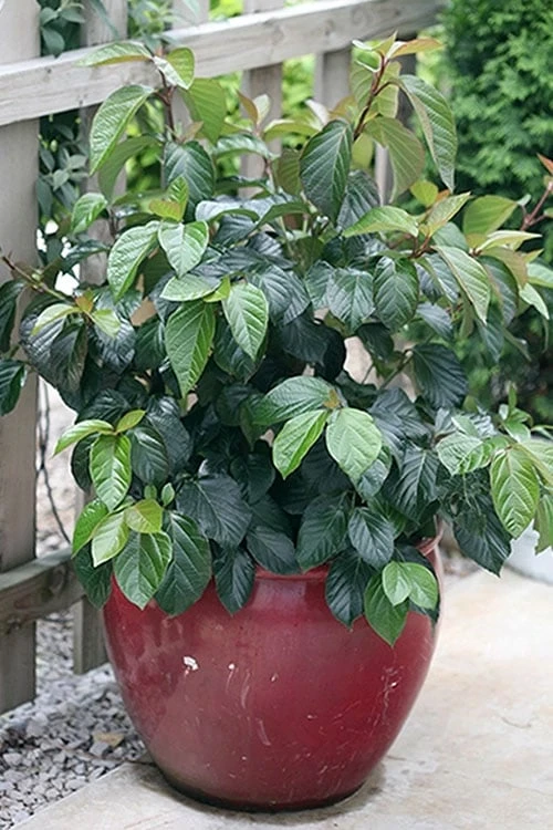Shiny Dancer Viburnum - 2 Gallon Pot 5 Shiny Dancer Viburnum - 2 Gallon Pot - Image 5